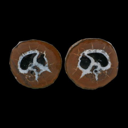 1.8" Septarian Dragon Stone Polished Halves Nodule Mineral Specimen Morocco