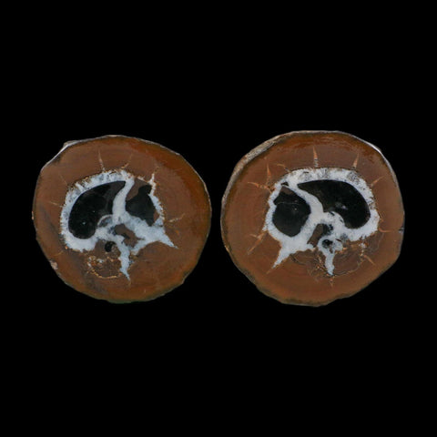1.8" Septarian Dragon Stone Polished Halves Nodule Mineral Specimen Morocco