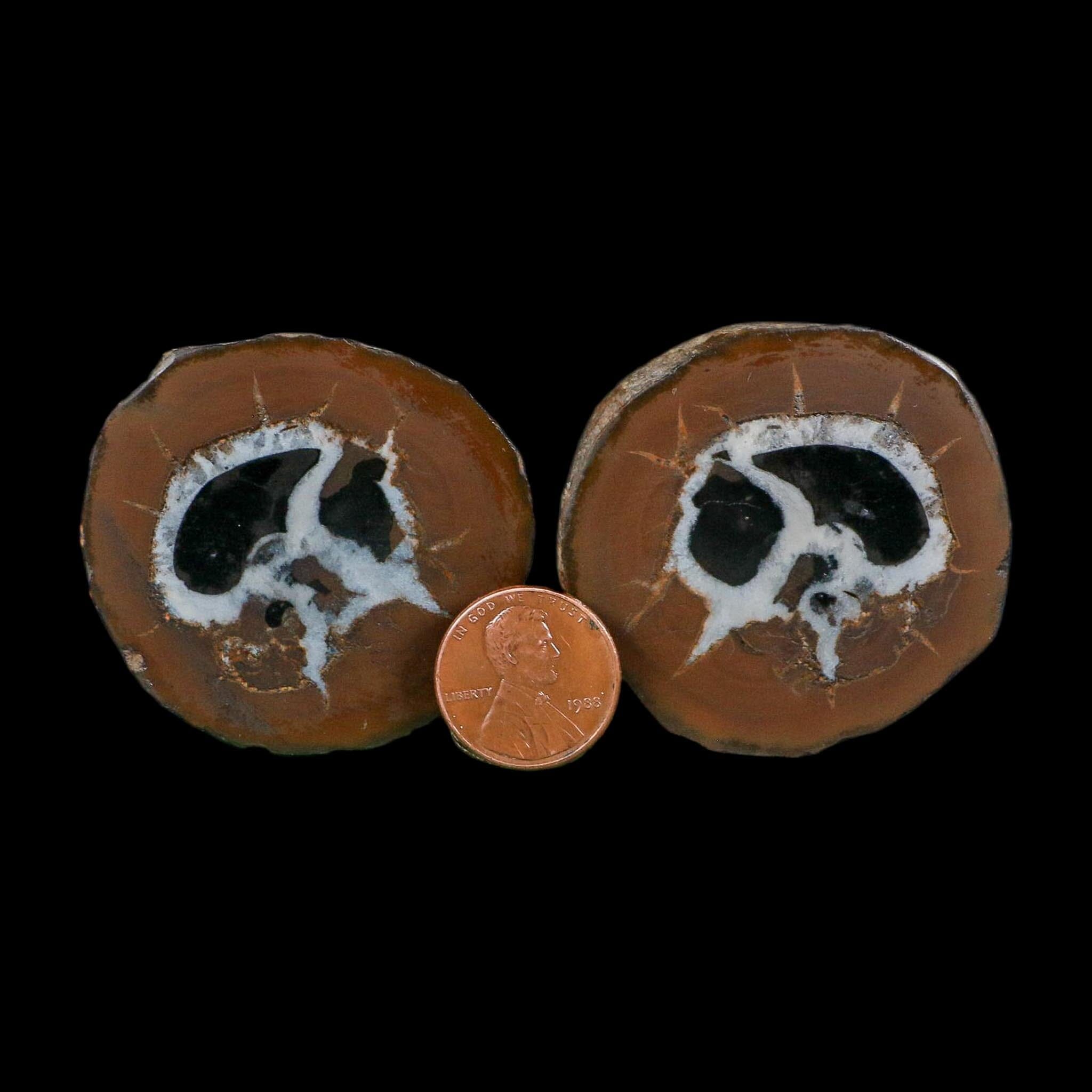 1.8" Septarian Dragon Stone Polished Halves Nodule Mineral Specimen Morocco - Fossil Age Minerals