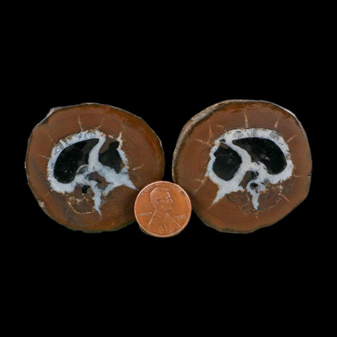 1.8" Septarian Dragon Stone Polished Halves Nodule Mineral Specimen Morocco