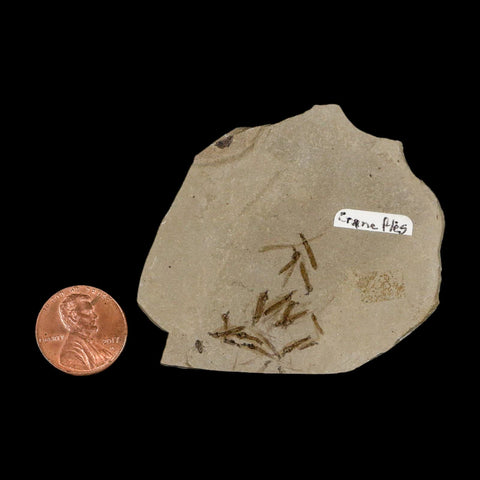 Fossil Crane Flies Mortality Plate Insect Green River FM Uintah County UT Eocene Age - Fossil Age Minerals