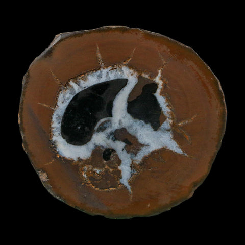 1.8" Septarian Dragon Stone Polished Halves Nodule Mineral Specimen Morocco