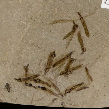 Fossil Crane Flies Mortality Plate Insect Green River FM Uintah County UT Eocene Age