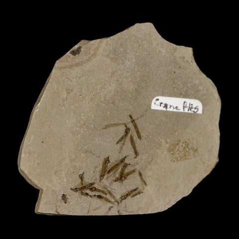 Fossil Crane Flies Mortality Plate Insect Green River FM Uintah County UT Eocene Age - Fossil Age Minerals