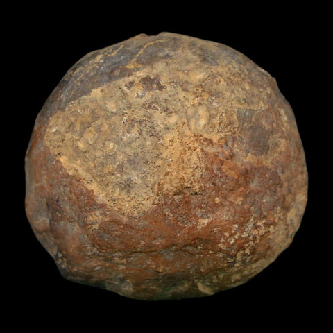 1.8" Septarian Dragon Stone Polished Halves Nodule Mineral Specimen Morocco