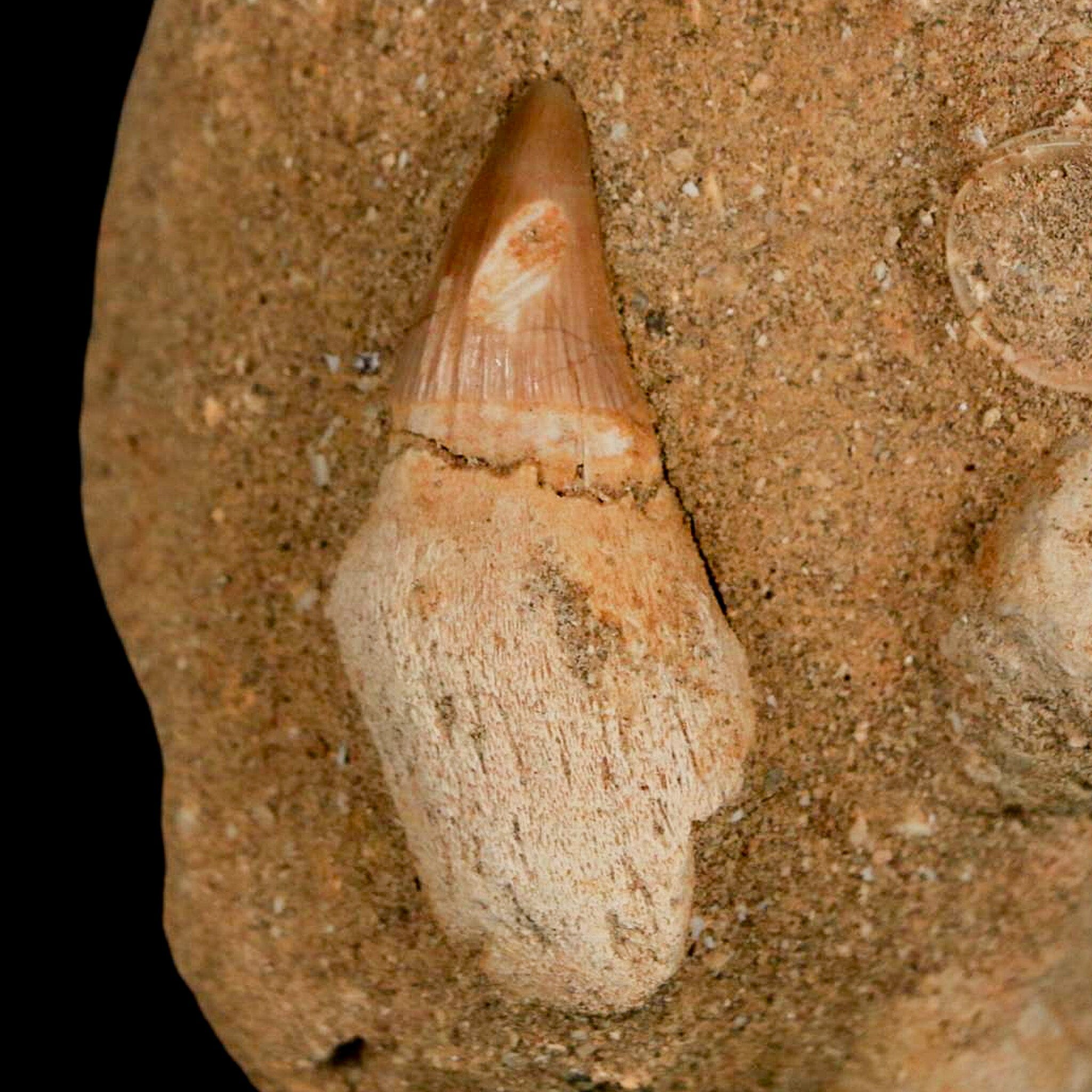 1.7" Halisaurus Mosasaur Fossil Tooth Rooted In Matrix Cretaceous Dinosaur Era COA - Fossil Age Minerals