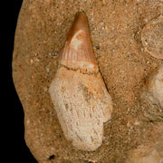 1.7" Halisaurus Mosasaur Fossil Tooth Rooted In Matrix Cretaceous Dinosaur Era COA