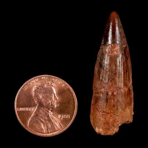 1.5" Spinosaurus Fossil Tooth 100 Million Years Old Cretaceous Dinosaur COA Stand