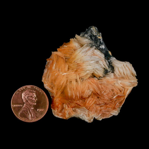 1.8" Sparkly Orange Barite Blades, Cerussite Crystals, Galena Crystal Mineral Morocco - Fossil Age Minerals