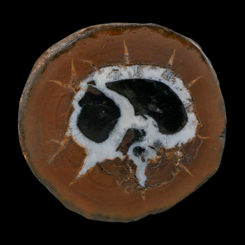 1.8" Septarian Dragon Stone Polished Halves Nodule Mineral Specimen Morocco