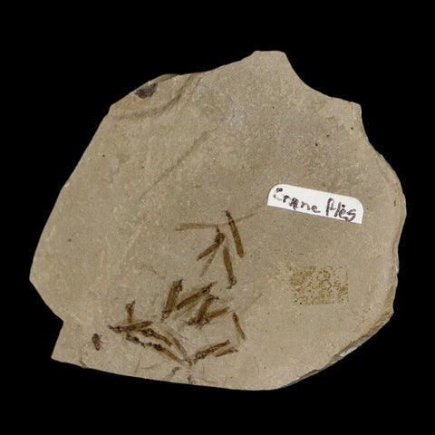 Fossil Crane Flies Mortality Plate Insect Green River FM Uintah County UT Eocene Age - Fossil Age Minerals
