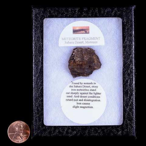 Morocco Sahara Meteorite Specimen Riker Display Meteorites 15.8 Grams - Fossil Age Minerals