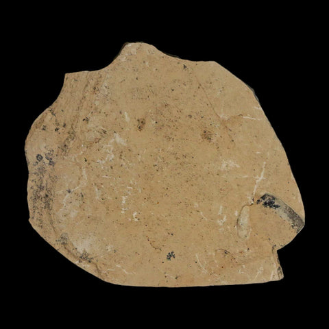 Fossil Crane Flies Mortality Plate Insect Green River FM Uintah County UT Eocene Age - Fossil Age Minerals