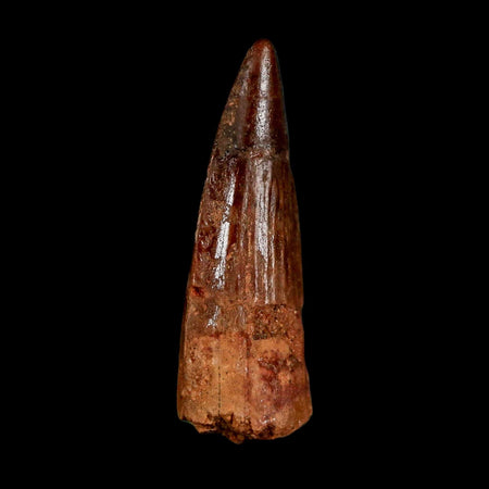 1.7" Spinosaurus Fossil Tooth 100 Million Years Old Cretaceous Dinosaur COA Stand