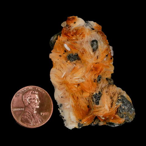 2" Sparkly Orange Barite Blades, Cerussite Crystals, Galena Crystal Mineral Morocco - Fossil Age Minerals