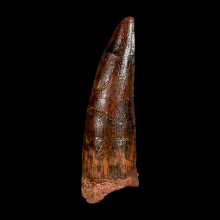 1.7" Spinosaurus Fossil Tooth 100 Million Years Old Cretaceous Dinosaur COA Stand