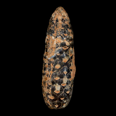 XL 2.2" Fossil Pine Cone Equicalastrobus Replaced By Agate Eocene Age Seeds Fruit
