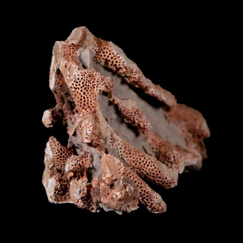 3.2" Thamnopora SP Coral Fossil Coral Reef Devonian Age Verde Valley, Arizona - Fossil Age Minerals