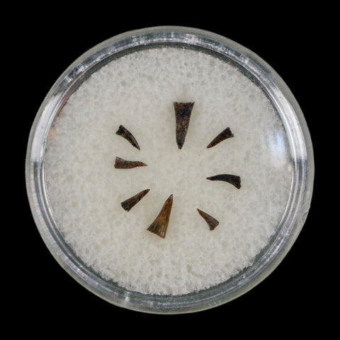 Trimerorhachis Teeth Fossil Permian Age Reptile Waurika Oklahoma COA, Display - Fossil Age Minerals