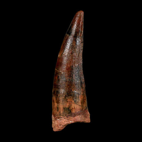 1.7" Spinosaurus Fossil Tooth 100 Million Years Old Cretaceous Dinosaur COA Stand