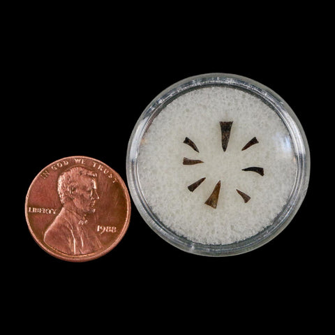 Trimerorhachis Teeth Fossil Permian Age Reptile Waurika Oklahoma COA, Display - Fossil Age Minerals