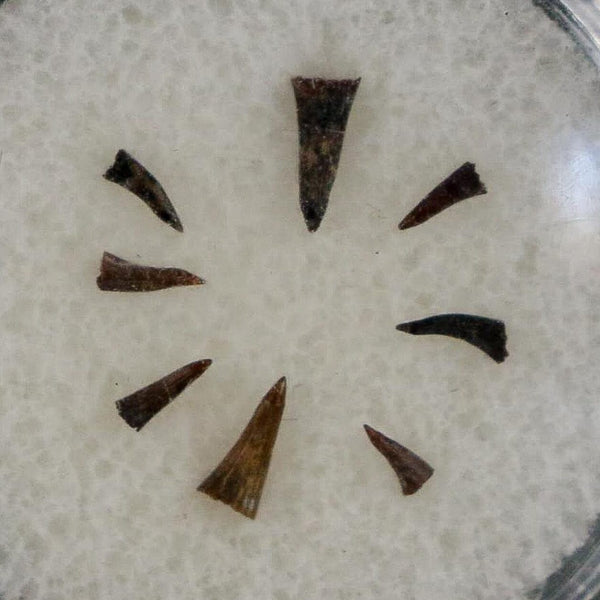 Trimerorhachis Teeth Fossil Permian Age Reptile Waurika Oklahoma COA, Display