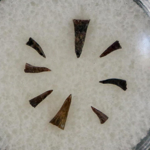 Trimerorhachis Teeth Fossil Permian Age Reptile Waurika Oklahoma COA, Display - Fossil Age Minerals