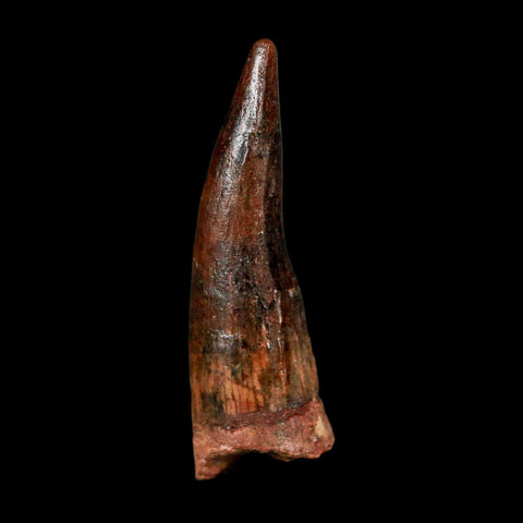 1.7" Spinosaurus Fossil Tooth 100 Million Years Old Cretaceous Dinosaur COA Stand