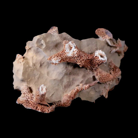 3" Thamnopora SP Coral Fossil Coral Reef Devonian Age Verde Valley, Arizona