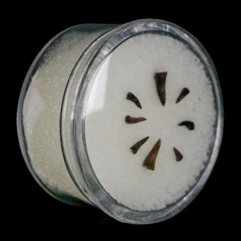 Trimerorhachis Teeth Fossil Permian Age Reptile Waurika Oklahoma COA, Display - Fossil Age Minerals