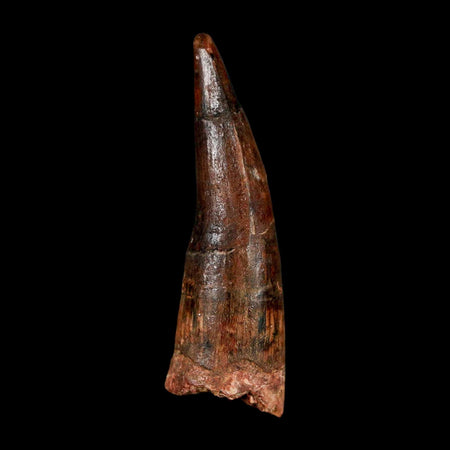 1.7" Spinosaurus Fossil Tooth 100 Million Years Old Cretaceous Dinosaur COA Stand