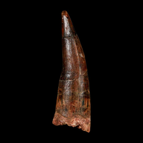1.7" Spinosaurus Fossil Tooth 100 Million Years Old Cretaceous Dinosaur COA Stand