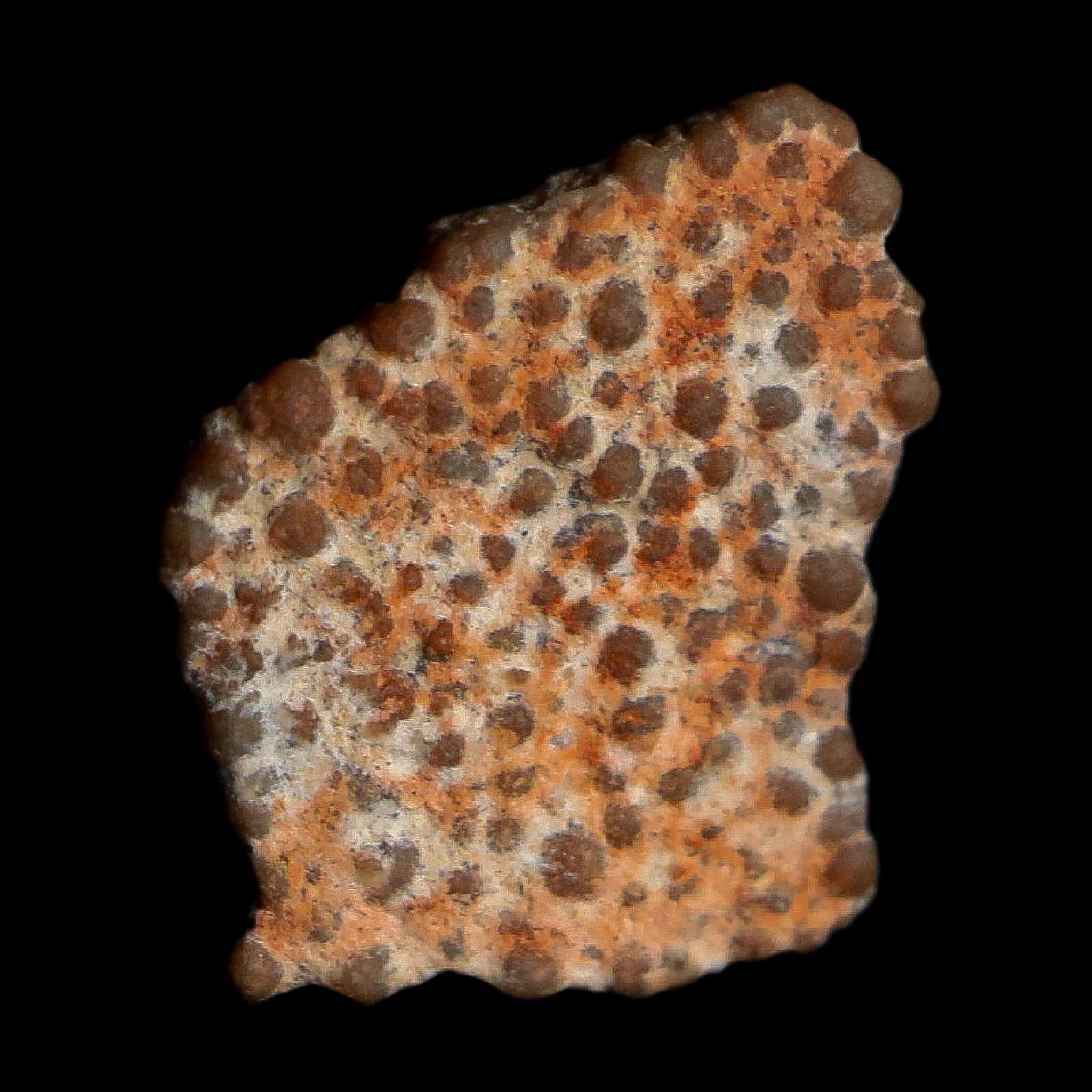 0.4" Megaloolithus Titanosaur Dinosaur Fossil Egg Shell Bouches Du Rhone France Display - Fossil Age Minerals