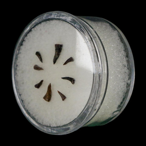 Trimerorhachis Teeth Fossil Permian Age Reptile Waurika Oklahoma COA, Display - Fossil Age Minerals