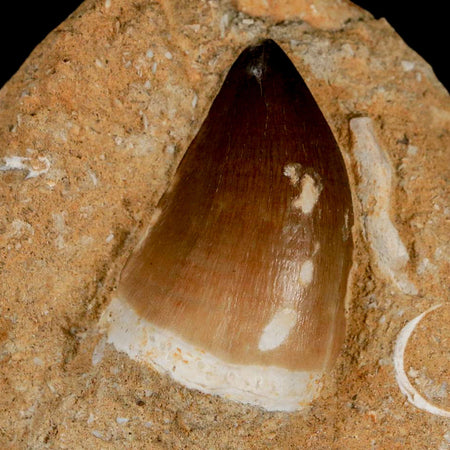 1.8" Mosasaur Prognathodon Fossil Tooth In Matrix Cretaceous Dinosaur Era COA