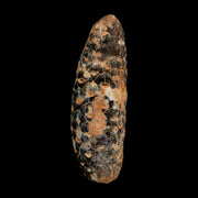 XL 2.2" Fossil Pine Cone Equicalastrobus Replaced By Agate Eocene Age Seeds Fruit