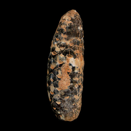 XL 2.2" Fossil Pine Cone Equicalastrobus Replaced By Agate Eocene Age Seeds Fruit