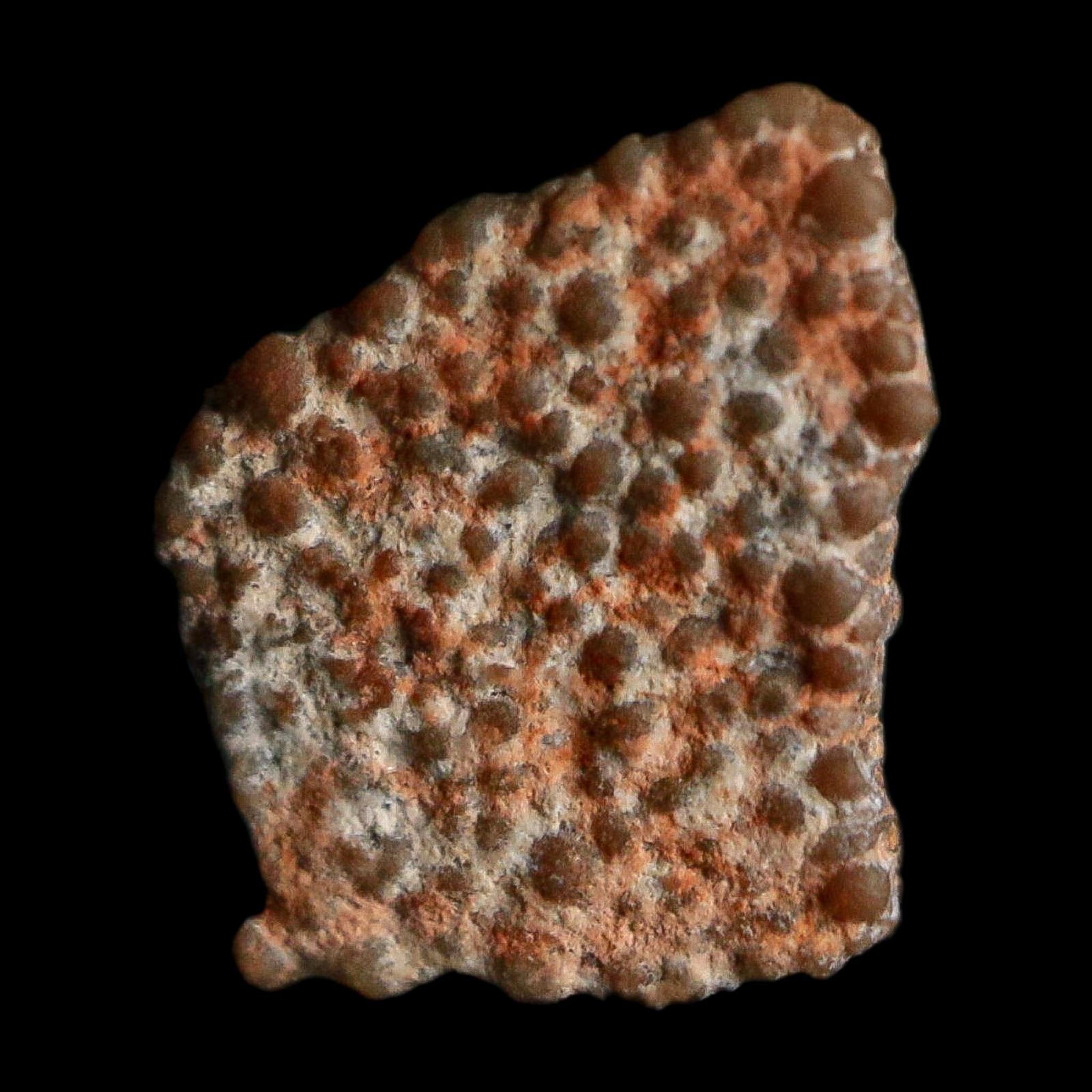 0.4" Megaloolithus Titanosaur Dinosaur Fossil Egg Shell Bouches Du Rhone France Display - Fossil Age Minerals