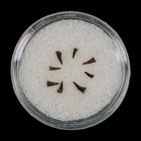 Trimerorhachis Teeth Fossil Permian Age Reptile Waurika Oklahoma COA, Display