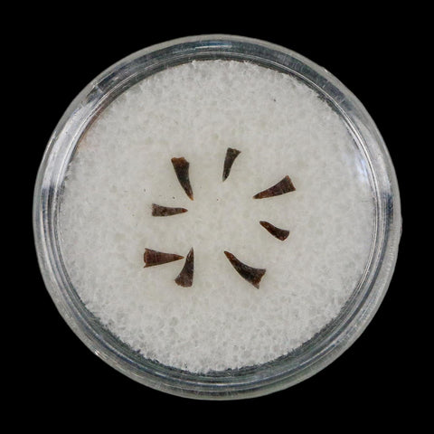 Trimerorhachis Teeth Fossil Permian Age Reptile Waurika Oklahoma COA, Display - Fossil Age Minerals