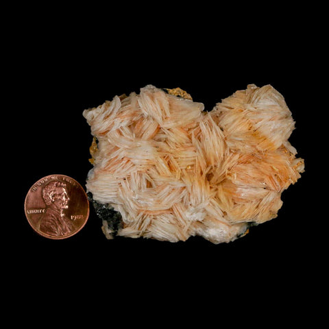 2.4" Sparkly Orange Barite Blades, Galena Crystal Minerals Mabladen Morocco - Fossil Age Minerals
