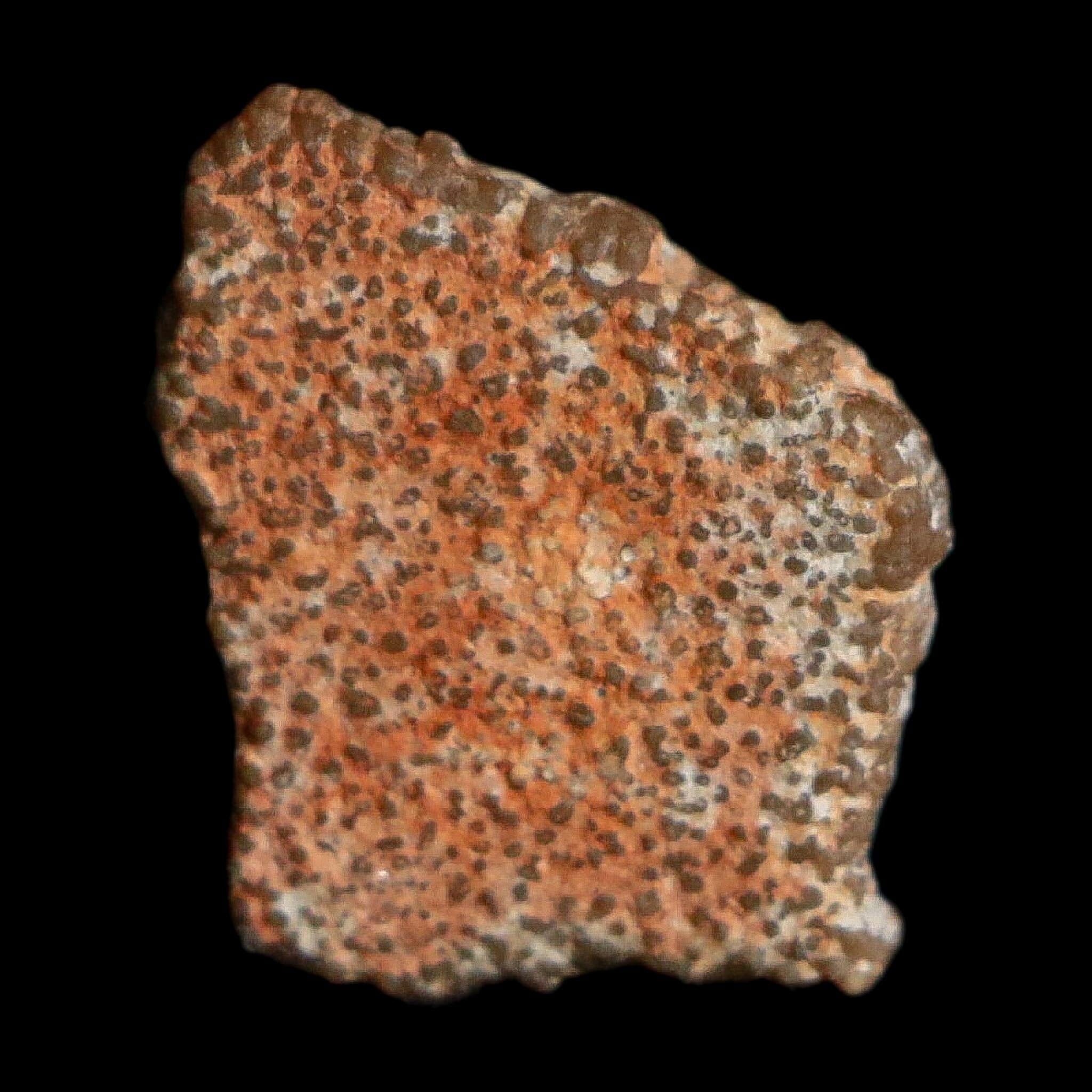 0.4" Megaloolithus Titanosaur Dinosaur Fossil Egg Shell Bouches Du Rhone France Display - Fossil Age Minerals