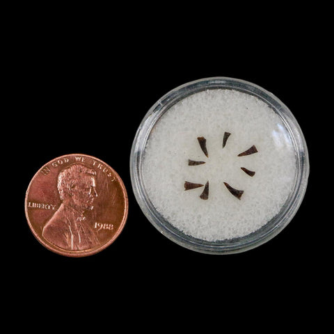 Trimerorhachis Teeth Fossil Permian Age Reptile Waurika Oklahoma COA, Display - Fossil Age Minerals