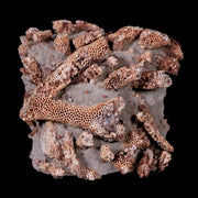 3.1" Thamnopora SP Coral Fossil Coral Reef Devonian Age Verde Valley, Arizona