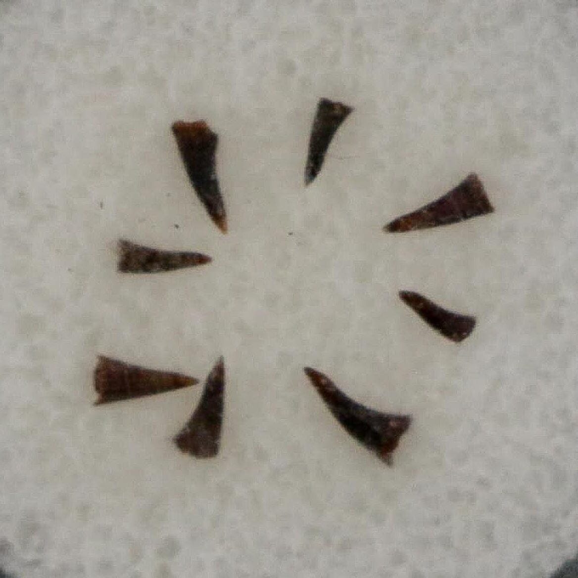 Trimerorhachis Teeth Fossil Permian Age Reptile Waurika Oklahoma COA, Display - Fossil Age Minerals