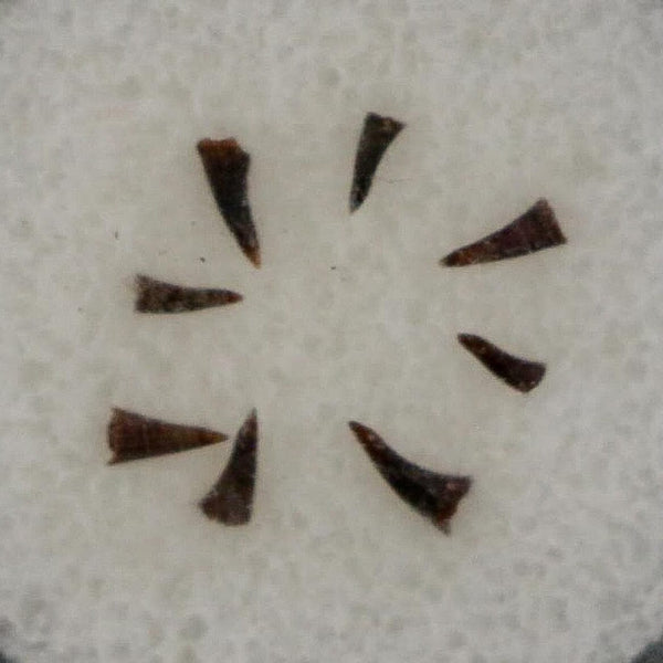 Trimerorhachis Teeth Fossil Permian Age Reptile Waurika Oklahoma COA, Display