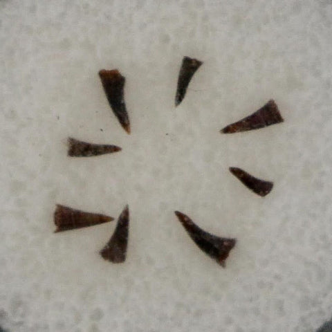 Trimerorhachis Teeth Fossil Permian Age Reptile Waurika Oklahoma COA, Display - Fossil Age Minerals