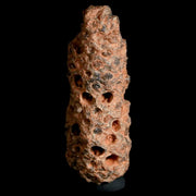 1.7" Fossil Pine Cone Equicalastrobus Replaced By Agate Eocene Age Seeds Fruit