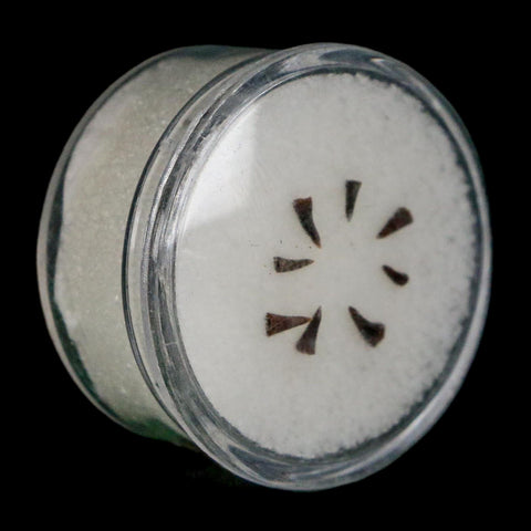 Trimerorhachis Teeth Fossil Permian Age Reptile Waurika Oklahoma COA, Display - Fossil Age Minerals