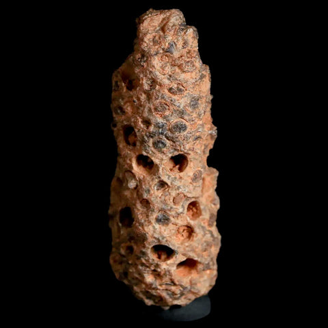 1.7" Fossil Pine Cone Equicalastrobus Replaced By Agate Eocene Age Seeds Fruit - Fossil Age Minerals